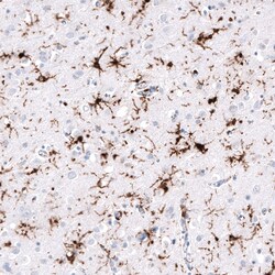 HLA DR/DP Antibody (CL10962), Novus Biologicals 25 &mu;g; Unconjugated:Antibodies,