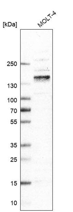 Integrin alpha 4 beta 7/LPAM-1 Antibody (CL11293), Novus Biologicals:Antibodies:Primary