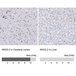 NKX2.2 Antibody (CL11380), Novus Biologicals 25 &mu;g; Unconjugated:Antibodies,