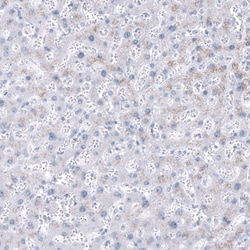 NKX2.2 Antibody (CL11380), Novus Biologicals 25 &mu;g; Unconjugated:Antibodies,