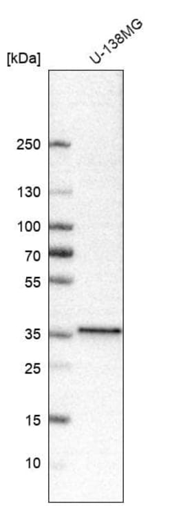 NKX2.2 Antibody (CL11380), Novus Biologicals 25 &mu;g; Unconjugated:Antibodies,