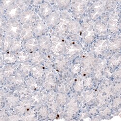 NKX2.2 Antibody (CL11380), Novus Biologicals 25 &mu;g; Unconjugated:Antibodies,