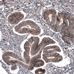 P2X7/P2RX7 Antibody (CL11508), Novus Biologicals:Antibodies:Primary Antibodies
