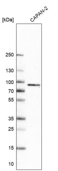 TCF7L2 Antibody (CL11547), Novus Biologicals 25 &mu;g | Buy Online | Novus Biologicals | Fisher Scientific