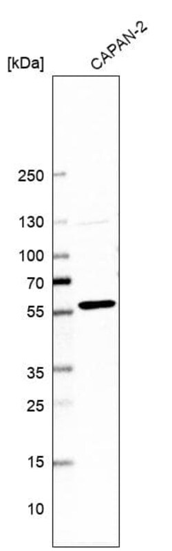 PTEN Antibody (CL11722), Novus Biologicals 25 &mu;g; Unconjugated:Antibodies,