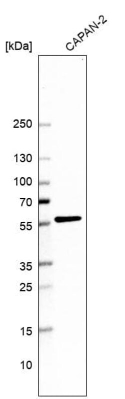 PTEN Antibody (CL11723), Novus Biologicals 25 &mu;g; Unconjugated:Antibodies,