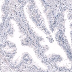 RBFOX3/NeuN Antibody (CL11896), Novus Biologicals:Antikörper:Primärantikörper