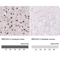 RBFOX3/NeuN Antibody (CL11896), Novus Biologicals:Antikörper:Primärantikörper