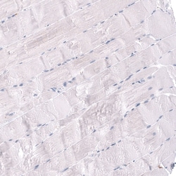 RBFOX3/NeuN Antibody (CL11896), Novus Biologicals:Antikörper:Primärantikörper