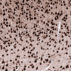 RBFOX3/NeuN Antibody (CL11896), Novus Biologicals:Antikörper:Primärantikörper