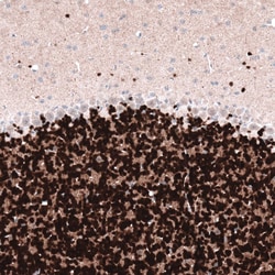 RBFOX3/NeuN Antibody (CL11896), Novus Biologicals:Antikörper:Primärantikörper