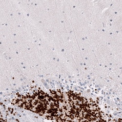 RBFOX3/NeuN Antibody (CL11896), Novus Biologicals:Antikörper:Primärantikörper