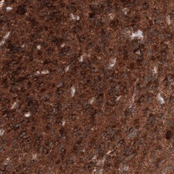 ID1 Antibody (CL11981), Novus Biologicals 100 &mu;g; Unconjugated:Antibodies,