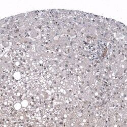 ID1 Antibody (CL11981), Novus Biologicals 100 &mu;g; Unconjugated:Antibodies,