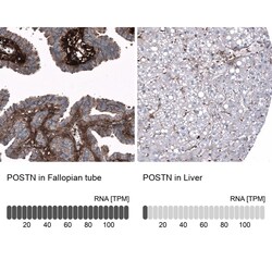Periostin/OSF-2 Antibody (CL12090), Novus Biologicals 100 &mu;g; Unconjugated:Antibodies,