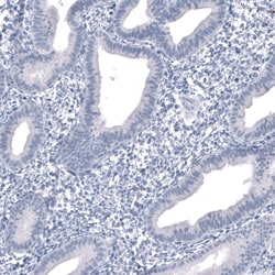 SALL4 Antibody (CL12183), Novus Biologicals 100 &mu;g; Unconjugated:Antibodies,