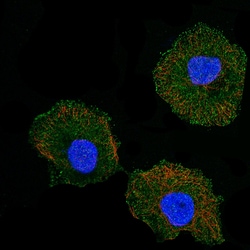 CD5 Antibody (CL12420), Novus Biologicals 25 &mu;g; Unconjugated:Antibodies,