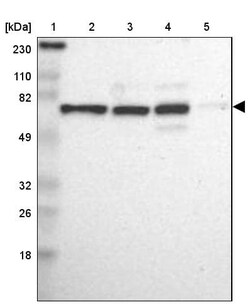 MBD4 Antibody, Novus Biologicals:Antibodies:Primary Antibodies