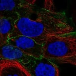 Cadherin-6/KCAD Antibody, Novus Biologicals:Antibodies:Primary Antibodies