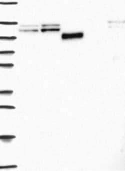 VE-Cadherin Antibody, Novus Biologicals 100 &mu;L; Unconjugated:Antibodies,