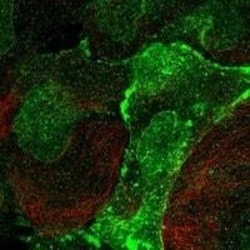 VE-Cadherin Antibody, Novus Biologicals 100 &mu;L; Unconjugated:Antibodies,