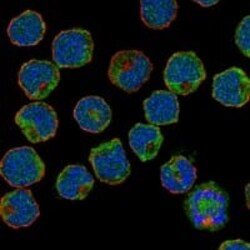 Siglec-6/CD327 Antibody, Novus Biologicals 100 &mu;g; Unconjugated:Antibodies,