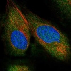 NEDD9/CASL/HEF1 Antibody, Novus Biologicals 100 &mu;g; Unconjugated:Antibodies,