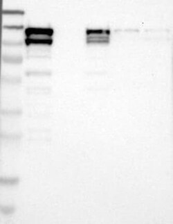 NEDD9/CASL/HEF1 Antibody, Novus Biologicals 100 &mu;g; Unconjugated:Antibodies,