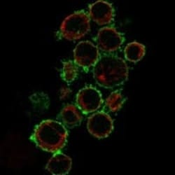 B7-2/CD86 Antibody, Novus Biologicals 100 &mu;g; Unconjugated:Antibodies,