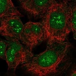 SMUG1 Antibody, Novus Biologicals:Antibodies:Primary Antibodies