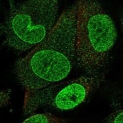 Nup153 Antibody, Novus Biologicals:Antibodies:Primary Antibodies