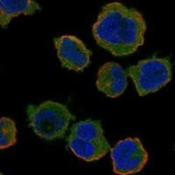 BAFF/BLyS/TNFSF13B Antibody, Novus Biologicals 100 &mu;g; Unconjugated:Antibodies,