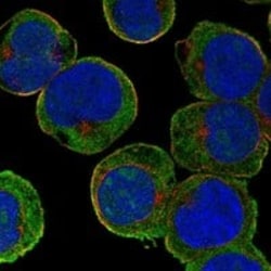 Enteropeptidase/Enterokinase Antibody, Novus Biologicals 25 &mu;g | Buy Online | Novus Biologicals | Fisher Scientific