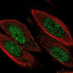 Cyclin D3 Antibody, Novus Biologicals 100 &mu;g; Unconjugated:Antibodies,
