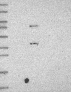 Complement Component C5aR1 Antibody, Novus Biologicals 25 &mu;g; Unconjugated:Antibodies,