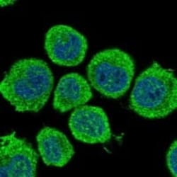 GAD1/GAD67 Antibody, Novus Biologicals:Antibodies:Primary Antibodies