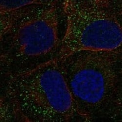 CRIPTO Antibody, Novus Biologicals:Antibodies:Primary Antibodies