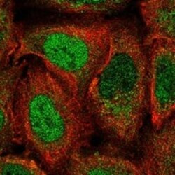 PER2 Antibody, Novus Biologicals:Antibodies:Primary Antibodies