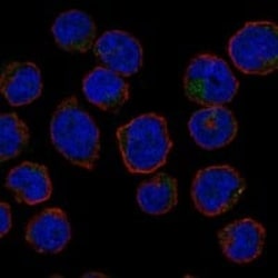 ERMAP Antibody, Novus Biologicals:Antibodies:Primary Antibodies