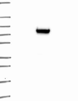 KCTD1 Antibody, Novus Biologicals:Antibodies:Primary Antibodies