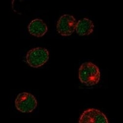LMO2 Antibody, Novus Biologicals:Antibodies:Primary Antibodies
