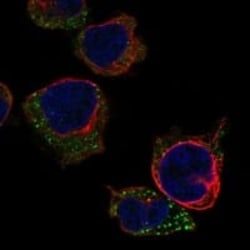 R-Spondin 1 Antibody, Novus Biologicals:Antibodies:Primary Antibodies
