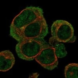 Hemoglobin zeta Antibody, Novus Biologicals 25 &mu;g; Unconjugated:Antibodies,