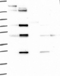 CD84/SLAMF5 Antibody, Novus Biologicals:Antibodies:Primary Antibodies