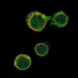 CD84/SLAMF5 Antibody, Novus Biologicals:Antibodies:Primary Antibodies