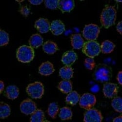 IL-7R alpha/CD127 Antibody, Novus Biologicals:Antibodies:Primary Antibodies