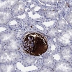 Vitronectin Antibody, Novus Biologicals 25 &mu;g; Unconjugated:Antibodies,