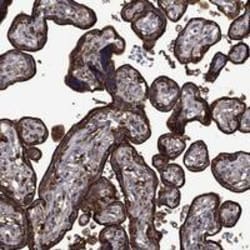 u-Plasminogen Activator/Urokinase Antibody, Novus Biologicals:Antibodies:Primary