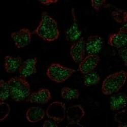 LMO2 Antibody, Novus Biologicals:Antibodies:Primary Antibodies