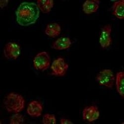 Nucleolin Antibody, Novus Biologicals 25 &mu;g; Unconjugated:Antibodies,
